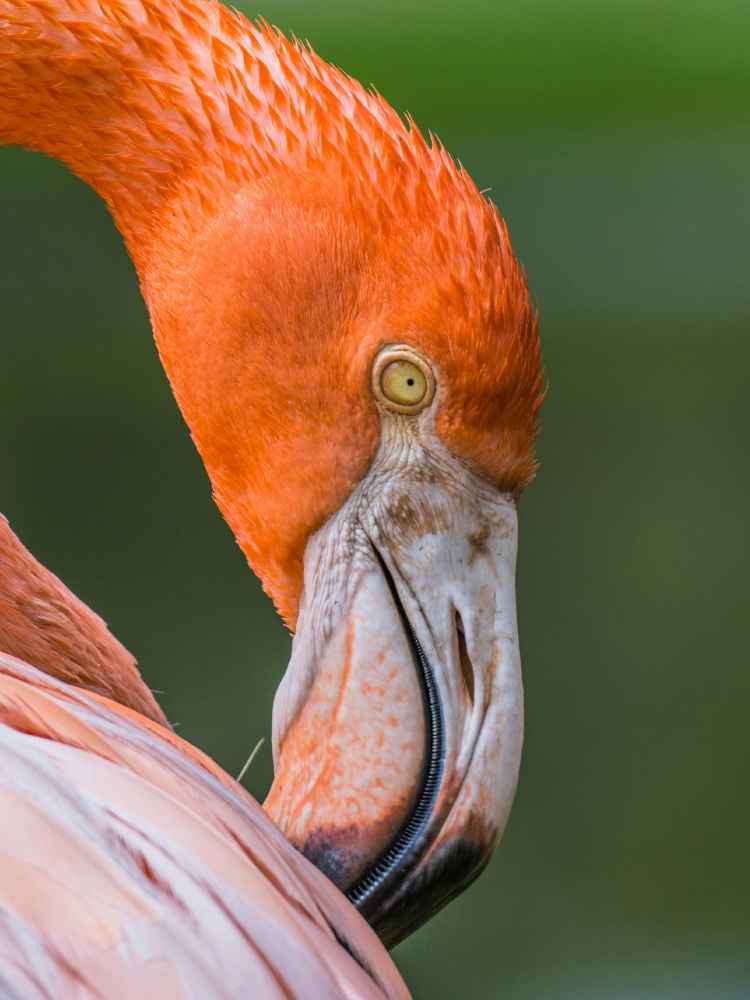 Nativa El Cuyo — foto 4